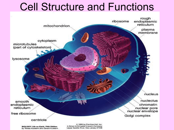 Study guide for cell structure and function