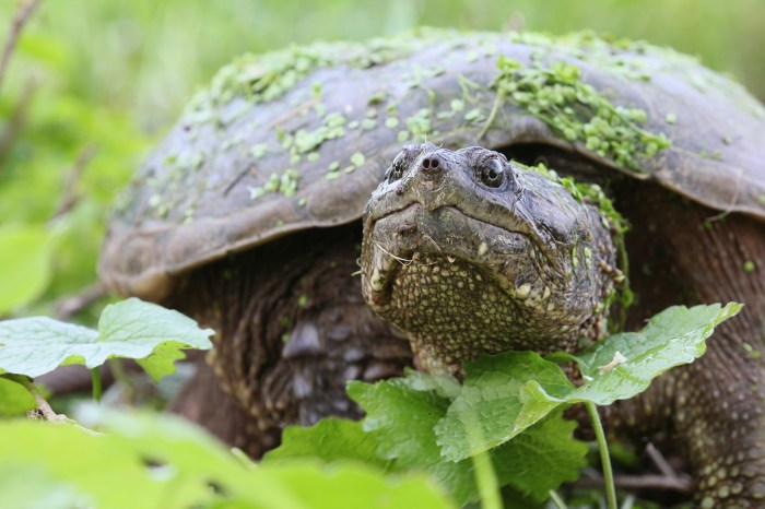 Ograbme the american snapping turtle