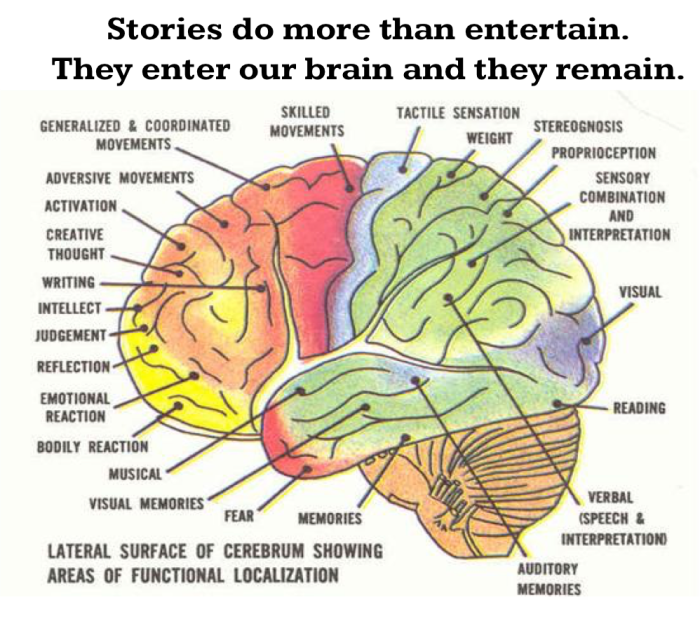 Anterior lateral posterior directional anatomical terminology