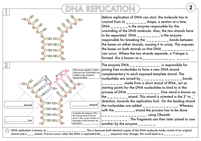 Dna replication worksheet answers pdf