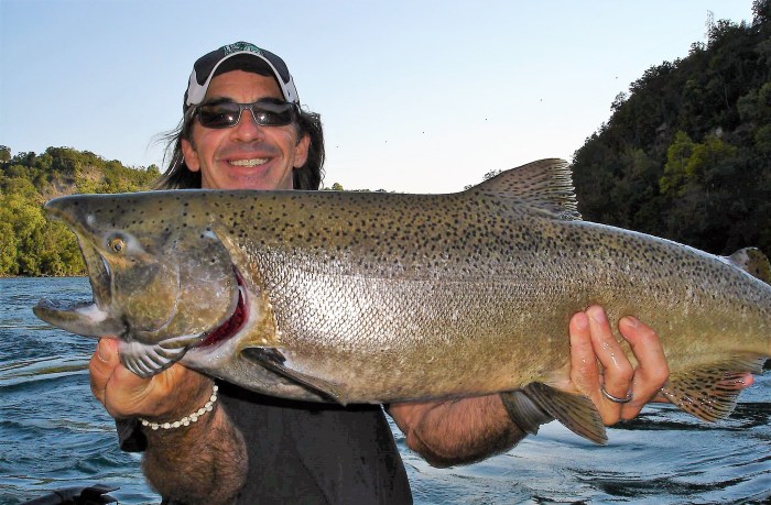 The distribution of lengths of salmon