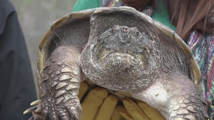 Ograbme the american snapping turtle