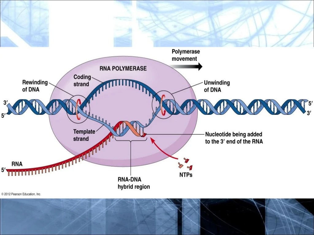 Gene expression - translation pogil