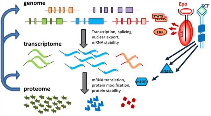 Gene expression - translation pogil