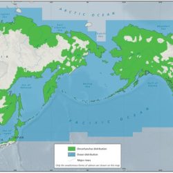 Atlantic distribution populations anadromous