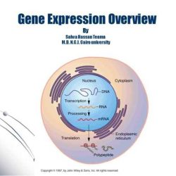 Gene expression - translation pogil