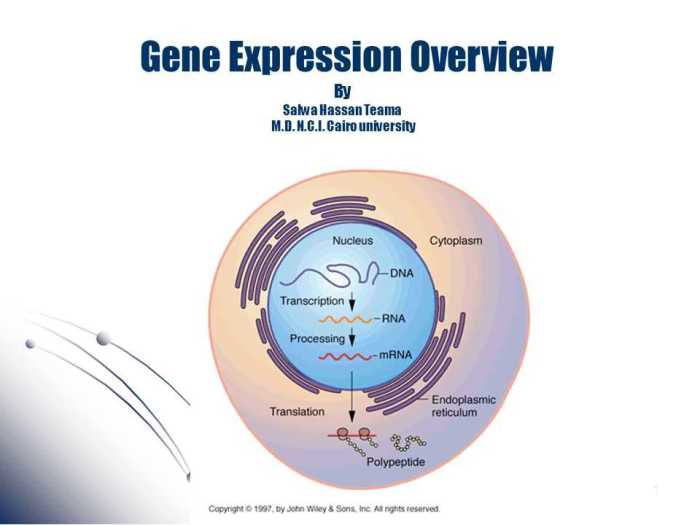 Gene expression - translation pogil