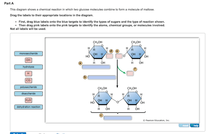 Transport active labels drag diagram appropriate locations their part side membrane plasma higher input cell energy chegg protein answer lower